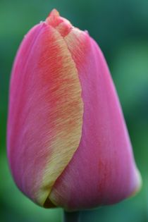 tulip von mark severn