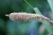 grasses von mark severn