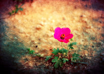 Earth Laughs in Flowers... by Denis Marsili