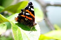 Admiral 1 - red admiral 1 von mateart