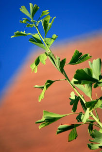 Gingko by Heidrun Lutz