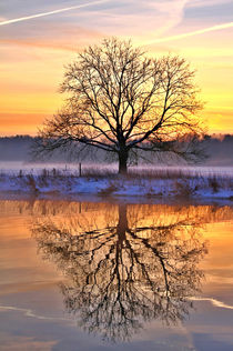 Baum vor Sonnenaufgang by Bernhard Kaiser