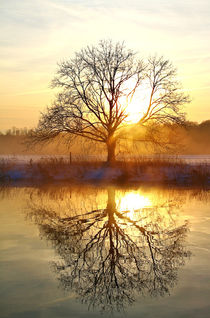 Baum nach Sonnenaufgang by Bernhard Kaiser