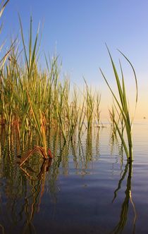 Early Morning on the shore of Kattegat by Michael Beilicke