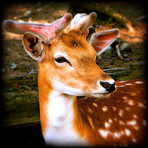 Portrait of Male Fallow Fawn Deer by Maggie Vlazny