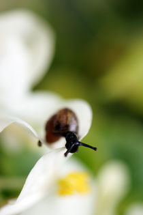 Blüten schnecken von Bastian  Kienitz