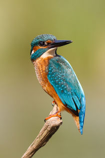 Eisvogel (Alcedo atthis) von Walter Layher