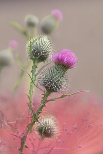 thistle von Ivonne Wentzler