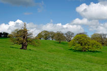 Deer Park, Okeover Estate by Rod Johnson