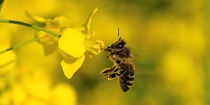 Biene von Jake Playmo