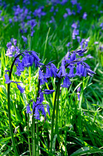 Bluebell Cluster by Rod Johnson