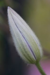 clematis bud von mark severn