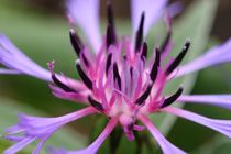 cornflower bloom by mark severn