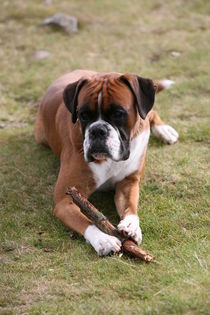 boxer dog by mark severn