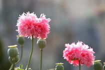 pink poppies by mark severn