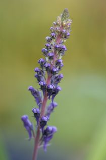 toadflax von mark severn