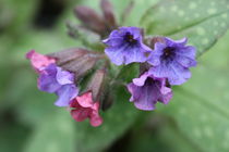 pulmonaria  by mark severn