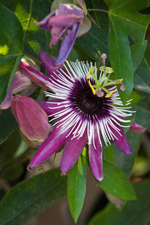 Passiflora purpurea von Karsten Müller