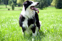 Border Collie in der Natur by Gina Koch