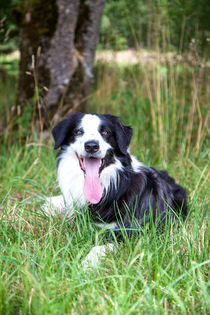 Border Collie in der Natur by Gina Koch