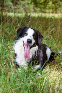 Border Collie in der Natur von Gina Koch