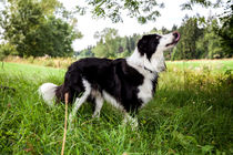 Border Collie in der Natur by Gina Koch