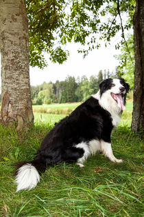 Border Collie in der Natur by Gina Koch