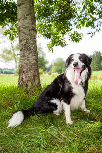 Border Collie in der Natur von Gina Koch