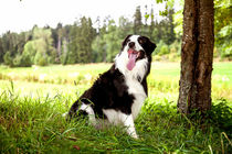 Border Collie in der Natur von Gina Koch