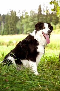 Border Collie in der Natur von Gina Koch