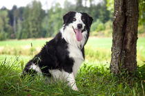 Border Collie in der Natur von Gina Koch