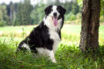 Border Collie in der Natur by Gina Koch