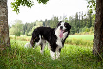 Border Collie in der Natur von Gina Koch