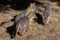 Drei kleine Füchse (Three Little Foxes) by Kathleen Bishop
