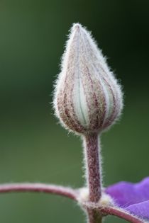 clematis bud von mark severn