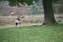 deer rut von mark severn