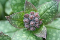 pulmonaria by mark severn