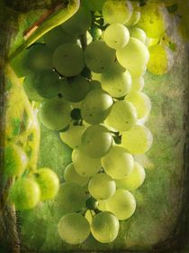 Bunch of yellow grapes von barbara orenya