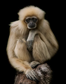 Lar Gibbon by Sam Smith