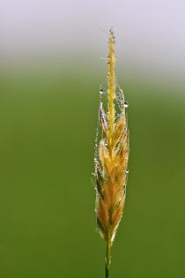 Die Grasblüte mit Morgentau von Bernhard Kaiser