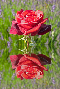 Red Rose In Reflection by Robert Gipson