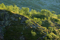 Mountain birch forest, Fulufjället National Park von Nicklas Wijkmark