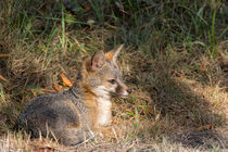 Jugendlicher Grauer Fuchs von Kathleen Bishop