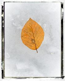 Frozen Leaves # 2 by arteralfo