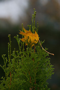 Ein einzelnes Blatt in einer Konifere gelandet von Michael Zieschang