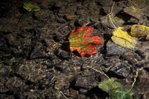 Ein Blatt unter Wasser von Michael Zieschang