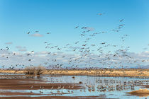 Sedge of Sandhill Cranes by Kathleen Bishop