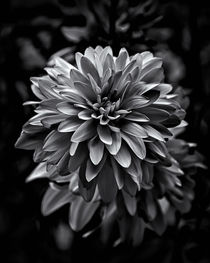 Backyard Flowers In Black And White 15 von Brian Carson