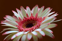 Gerbera by lisa-glueck