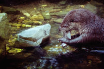 Fischmahlzeit by Barbara  Keichel